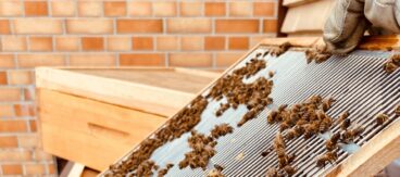 Bienen in der Stadt: Wir begrüßen 40.000 neue Kolleg*innen