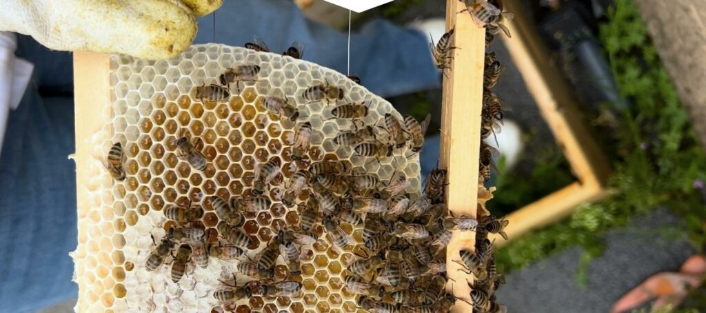 Stadtbienen sitzen auf einer Honigwabe, die von einem Imker gehalten wird